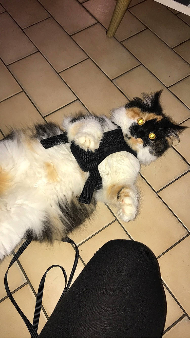 Rosette participe au concours pour gagner de l'argent avec cette photo : canidae, carnivore, cat, chair, claw, comfort, companion_dog, dog_breed, felidae, flooring, foot, fur, hardwood, paw, sitting, small_to_medium_sized_cats, snout, sporting_group, tail, whiskers