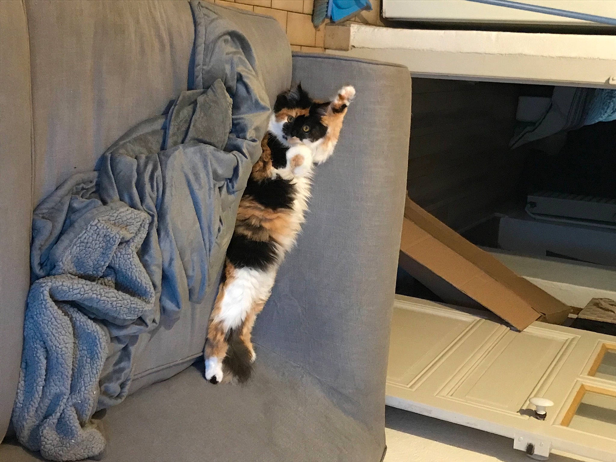 Rosette a rejoint le concours — aidez-le/la à gagner de superbes lots ! box, carnivore, carton, cat, comfort, companion_dog, dog_breed, domestic_short_haired_cat, felidae, floor, flooring, fur, hardwood, room, shipping_box, small_to_medium_sized_cats, sporting_group, tail, whiskers, wood