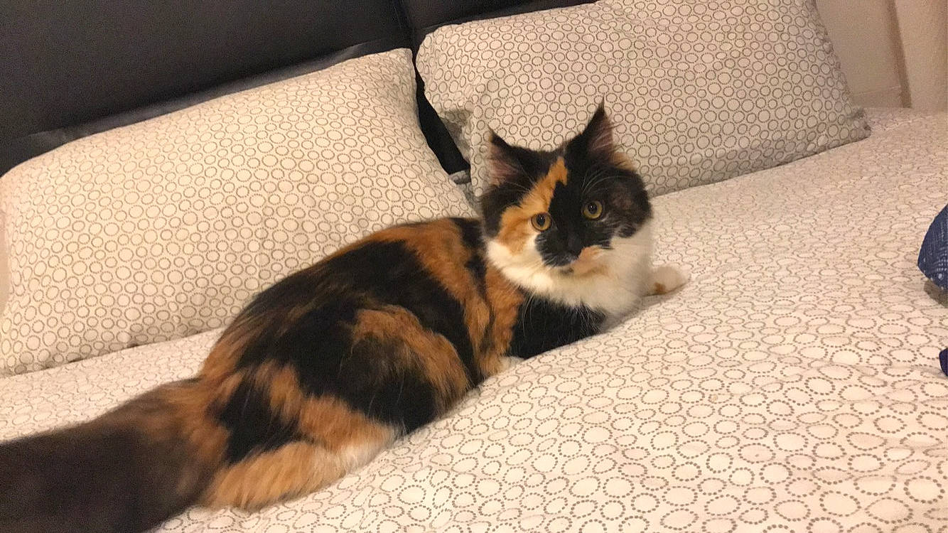 Rosette participe au concours pour gagner de l'argent avec cette photo : carnivore, cat, comfort, couch, domestic_short_haired_cat, fawn, felidae, floor, flooring, fur, hardwood, linens, paw, room, small_to_medium_sized_cats, snout, tail, textile, whiskers, wood