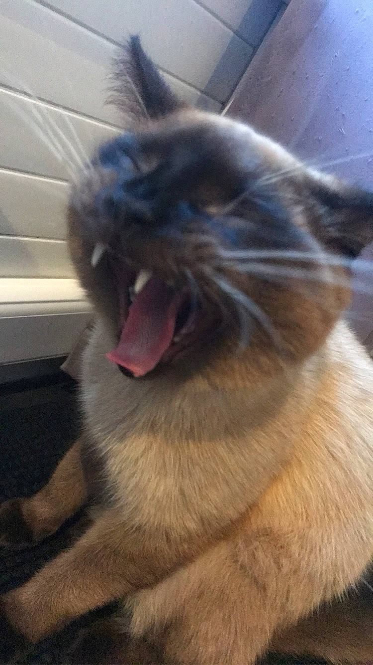 Garfield a rejoint le concours — aidez-le/la à gagner de superbes lots ! balinese, carnivore, cat, ear, eye, fang, fawn, felidae, fur, head, human_body, iris, jaw, nose, paw, small_to_medium_sized_cats, snout, thai, whiskers, yawn