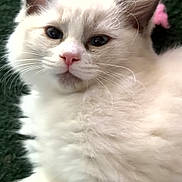 Mini joined the competition — help win amazing prizes! cat, kitten, fluffy, white_fur, pink_nose, whiskers, ears, pet, animal, indoor, carpet, close_up, feline, cute, young, domestic_animal, portrait, relaxed, soft, curious