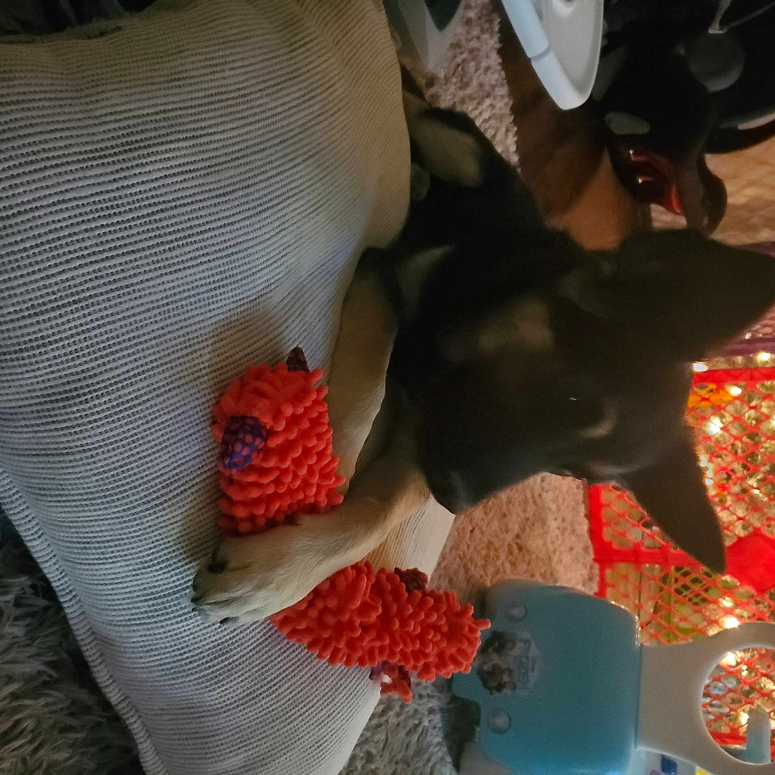 Percy is registered to the contest to win money with this photo: bird, canidae, carnivore, coffee_cup, companion_dog, cup, dishware, dog, dog_breed, drinkware, mug, non_sporting_group, pet_supply, porcelain, serveware, snout, teacup, vertebrate, working_animal