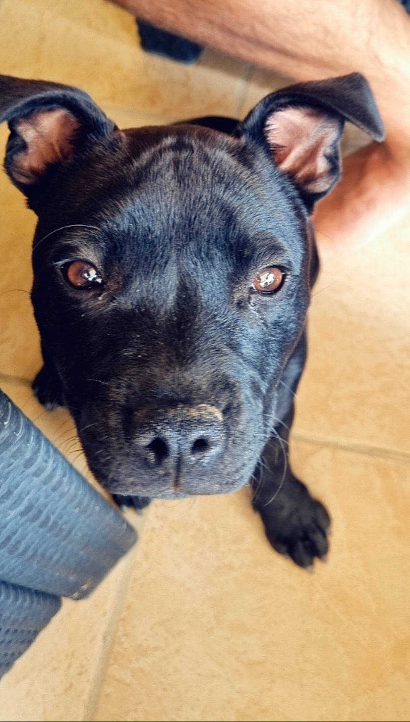 Tahïa participe au concours pour gagner de l'argent avec cette photo : borador, canidae, carnivore, companion_dog, dog, dog_breed, electric_blue, fawn, guard_dog, non_sporting_group, snout, sporting_group, terrestrial_animal, whiskers, working_animal