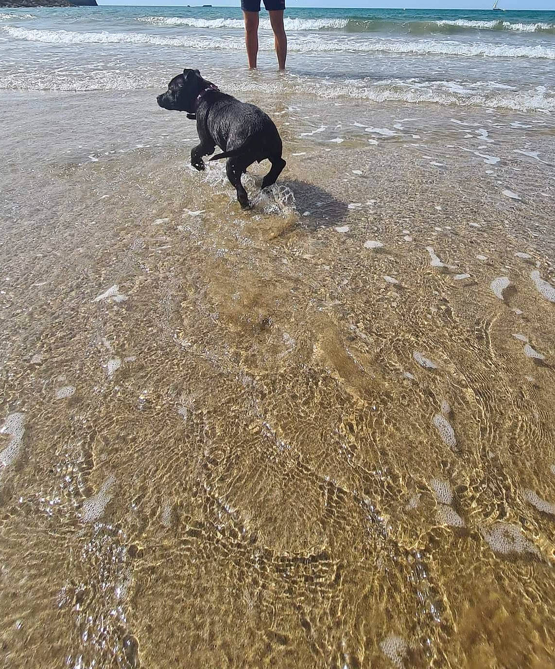 Tahïa participe au concours pour gagner de l'argent avec cette photo : beach, carnivore, coast, coastal_and_oceanic_landforms, companion_dog, dog, dog_breed, lake, ocean, sand, shore, sky, soil, sporting_group, tail, tide, water, wave, wind_wave, wood