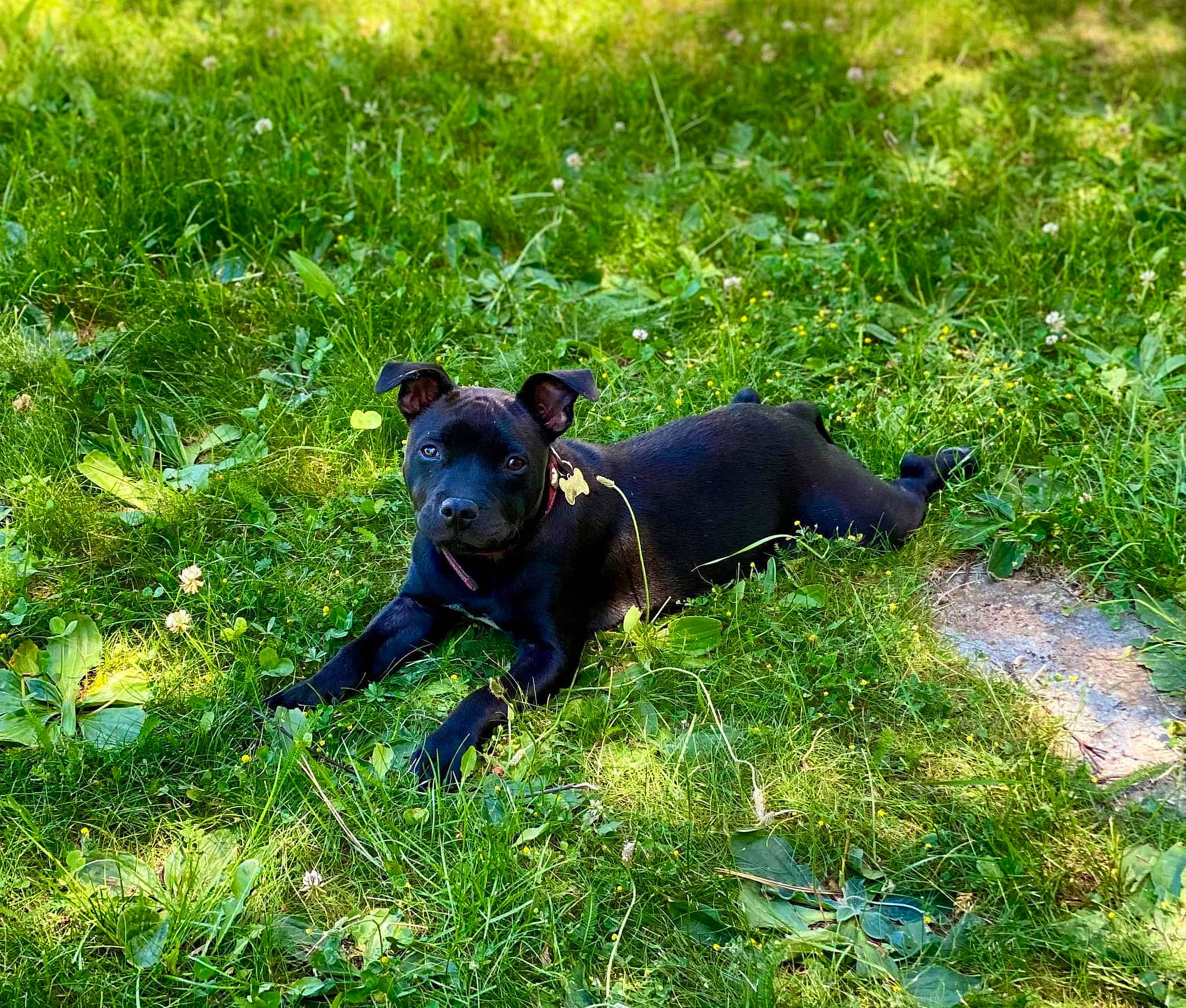 Tahïa participe au concours pour gagner de l'argent avec cette photo : annual_plant, carnivore, companion_dog, dog, dog_breed, fawn, grass, grass_family, grassland, groundcover, guard_dog, non_sporting_group, plant, puppy, snout, tail, terrestrial_animal, terrestrial_plant, working_animal, working_dog