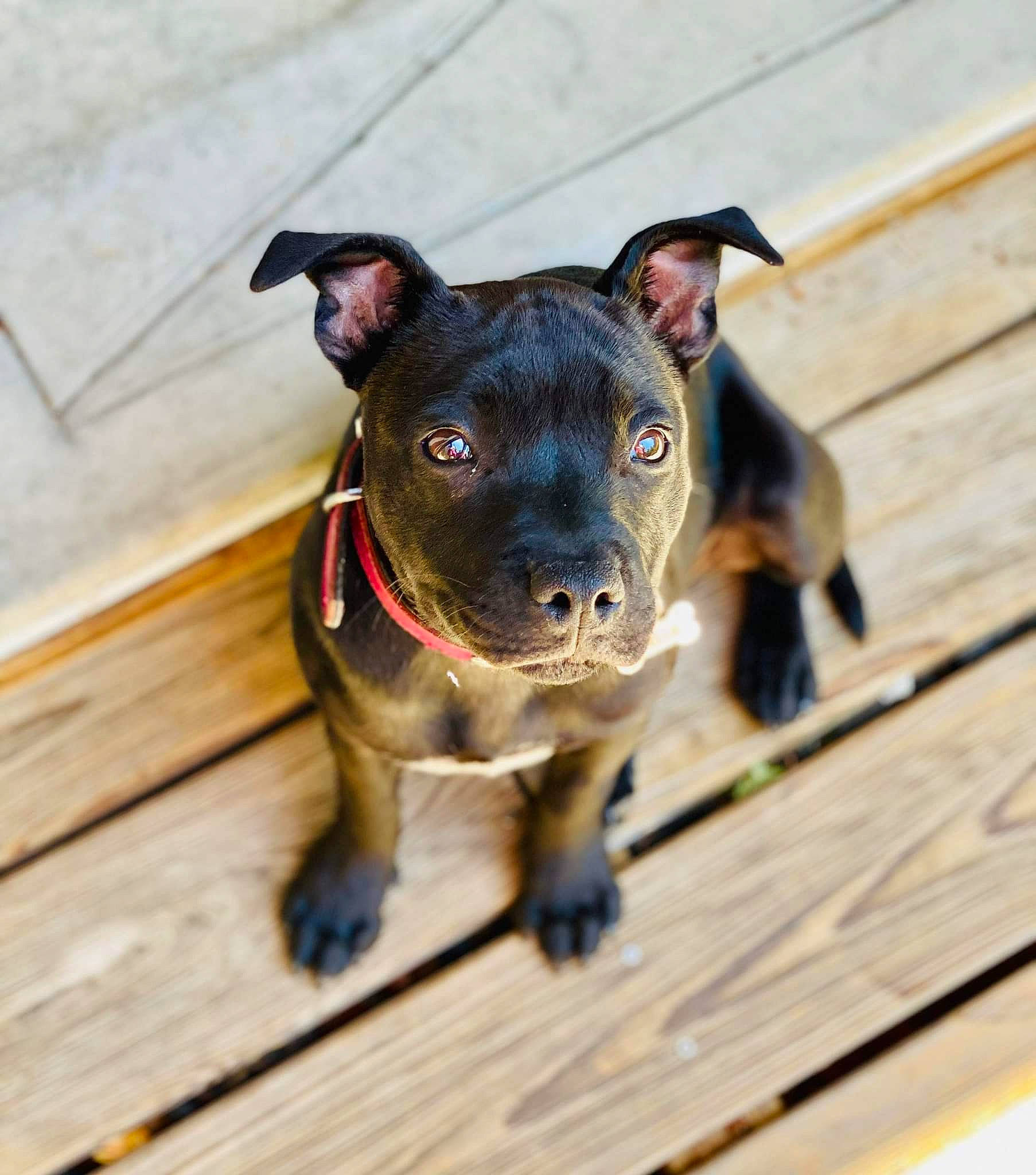 Tahïa participe au concours pour gagner de l'argent avec cette photo : canidae, carnivore, collar, companion_dog, dog, dog_breed, dog_collar, ear, fawn, fur, hardwood, leash, pet_supply, plank, snout, sporting_group, toy_dog, whiskers, wood, working_animal