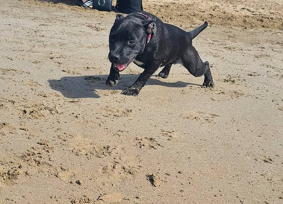 Tahïa participe au concours pour gagner de l'argent avec cette photo : beach, canidae, carnivore, collar, companion_dog, dog, dog_breed, dog_collar, dog_supply, leash, non_sporting_group, pet_supply, sand, shadow, soil, sporting_group, tail, working_animal