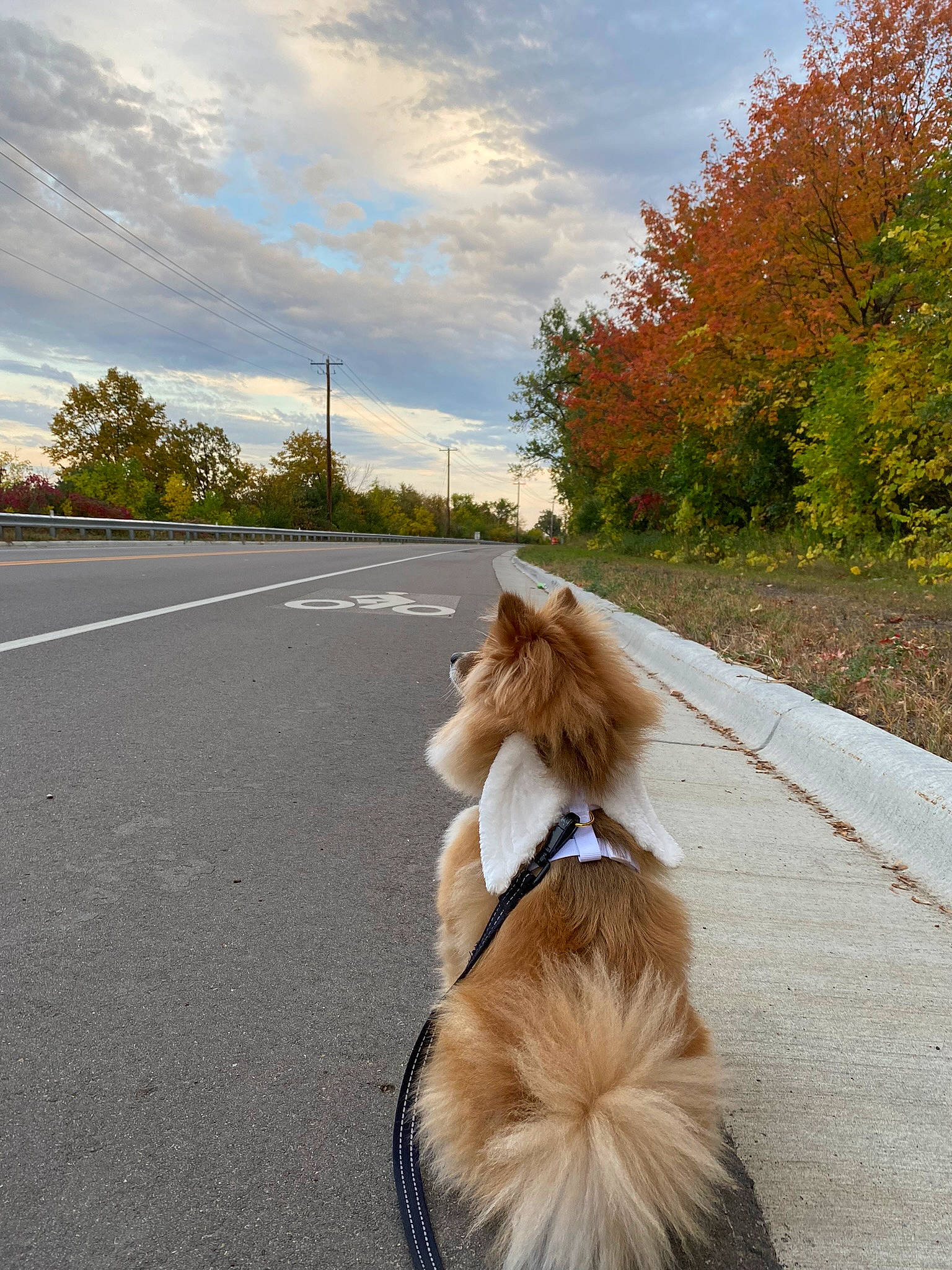 Buddha is registered to the contest to win money with this photo: asphalt, carnivore, cloud, collar, companion_dog, dog, dog_breed, dog_collar, fawn, fur, grass, leash, liver, plant, road, road_surface, sidewalk, sky, tail, tree