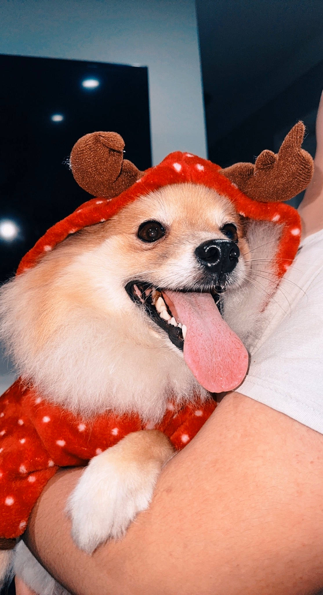 Buddha joined the competition — help win amazing prizes! canidae, carmine, carnivore, chihuahua, companion_dog, dog, dog_breed, dog_supply, event, fawn, fictional_character, fur, paw, pomeranian, santa_claus, snout, spitz, stuffed_toy, toy_dog, whiskers