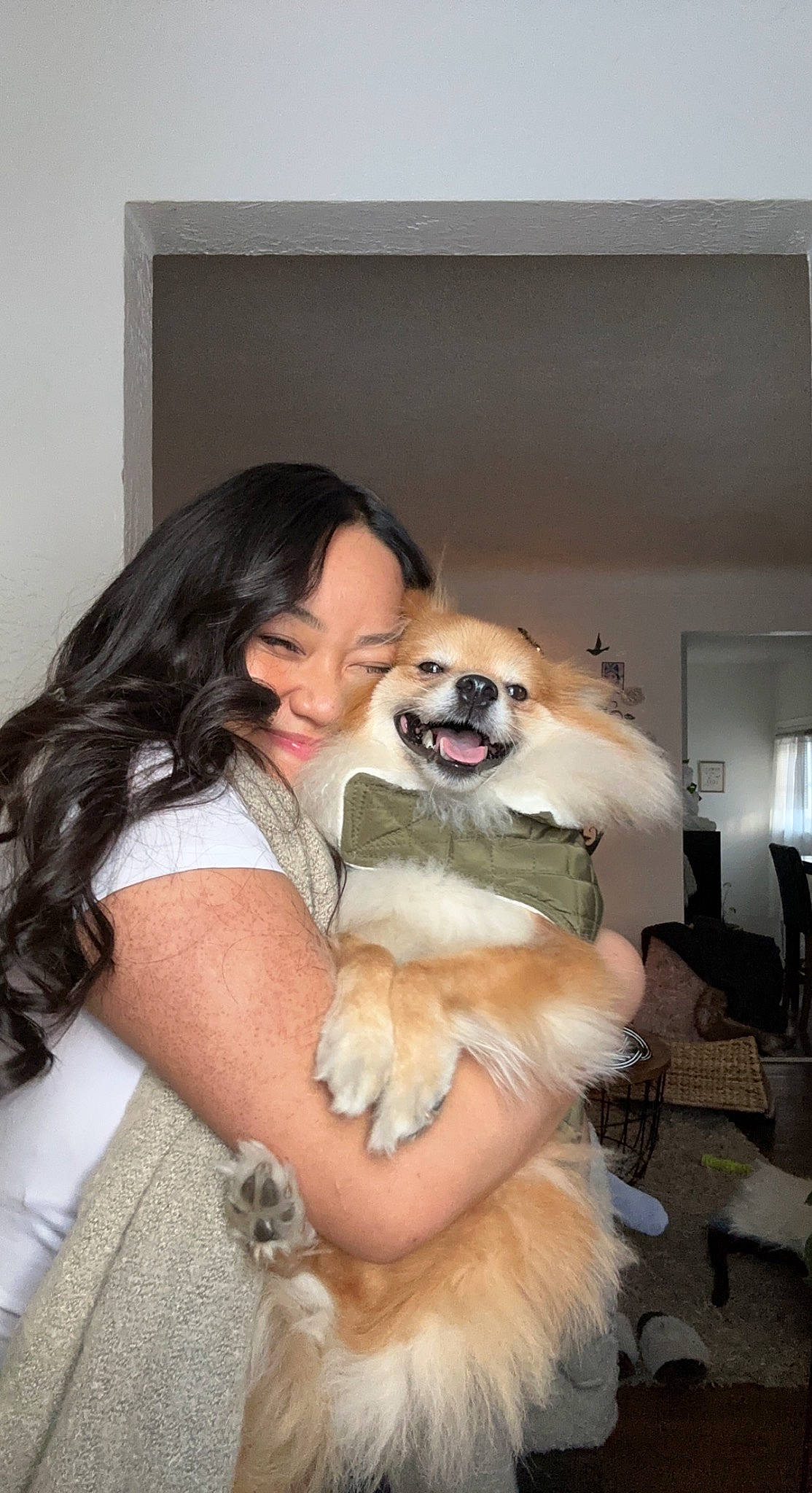 Buddha is registered to the contest to win money with this photo: canidae, carnivore, chair, comfort, companion_dog, dog, dog_breed, dog_supply, fawn, flooring, fur, happy, long_hair, pomeranian, puppy_love, sitting, smile, spitz, sporting_group, toy_dog