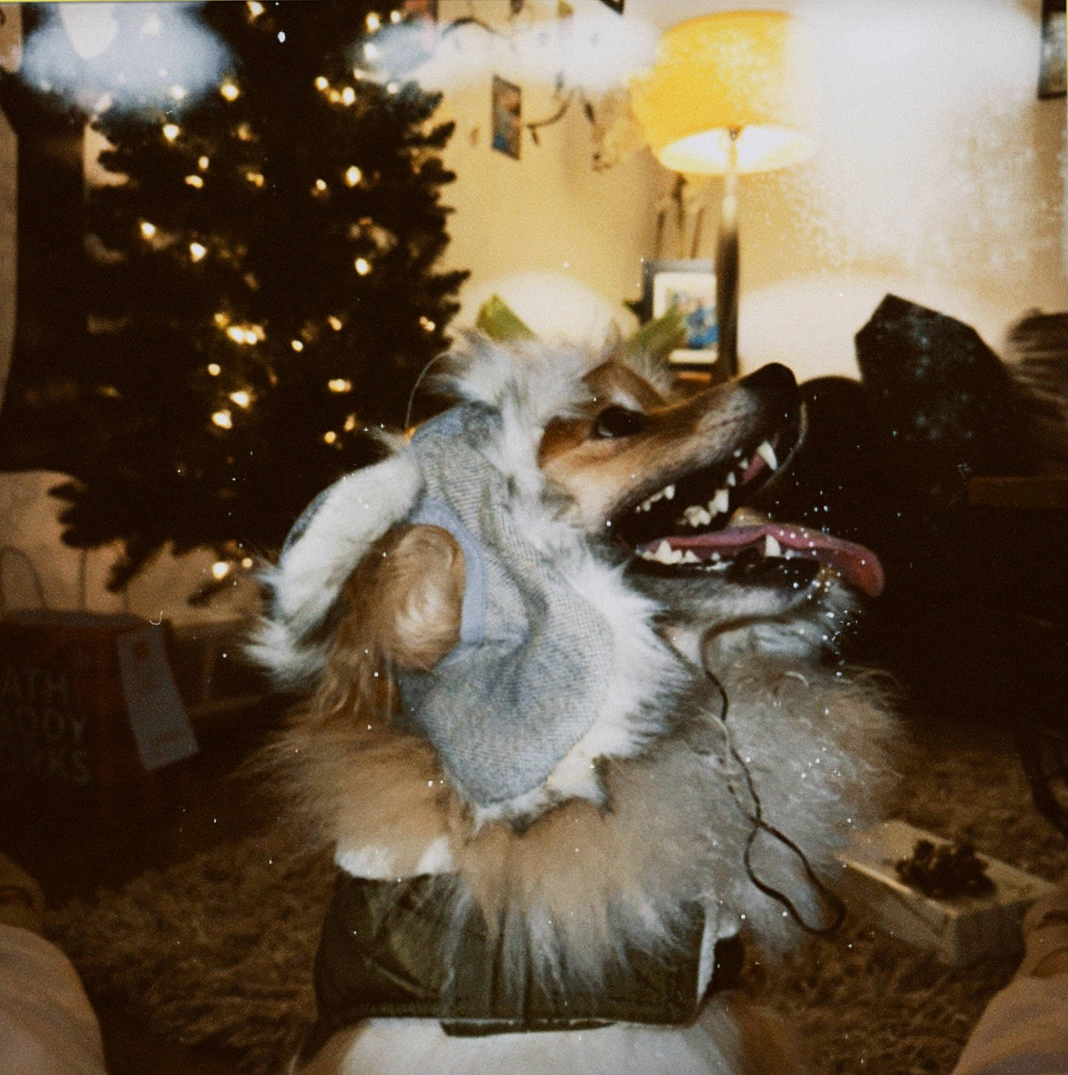 Buddha is registered to the contest to win money with this photo: christmas, christmas_decoration, christmas_eve, christmas_ornament, christmas_tree, companion_dog, conifer, event, felidae, flooring, fur, fur_clothing, holiday, holiday_ornament, interior_design, natural_material, ornament, room, winter, wood