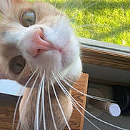 Lemon is registered to the contest to win money with this photo: cat, whiskers, close_up, curious, nose, indoor, window, grass, sunlight, wood, floor, pet, animal, feline, playful, home, perspective, cute, domestic, funny