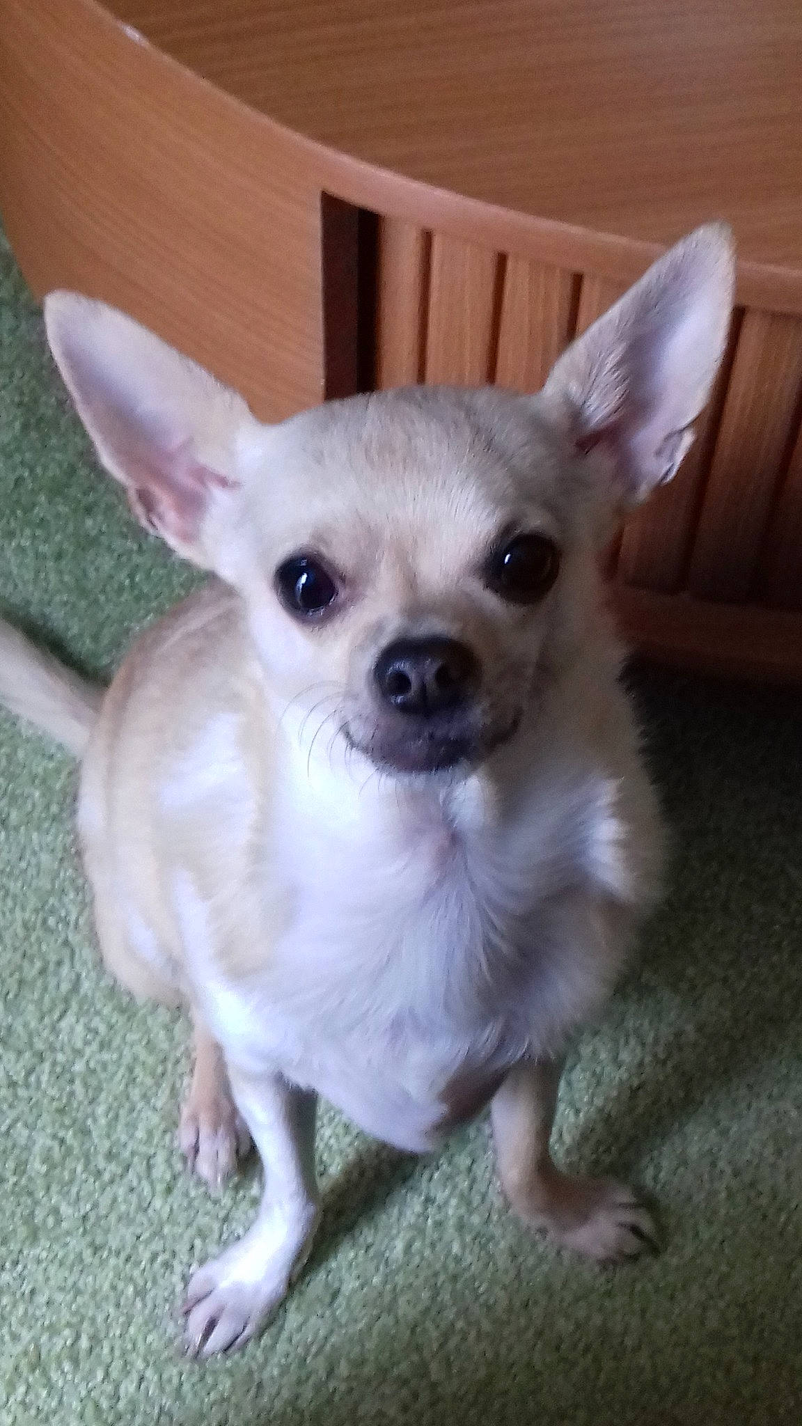 Heliott a rejoint le concours — aidez-le/la à gagner de superbes lots ! ancient_dog_breeds, canidae, carnivore, chihuahua, companion_dog, corgi_chihuahua, dog, dog_breed, ear, eye, fawn, mammal, nose, puppy, skin, snout, sporting_group, toy_dog, vertebrate, whiskers