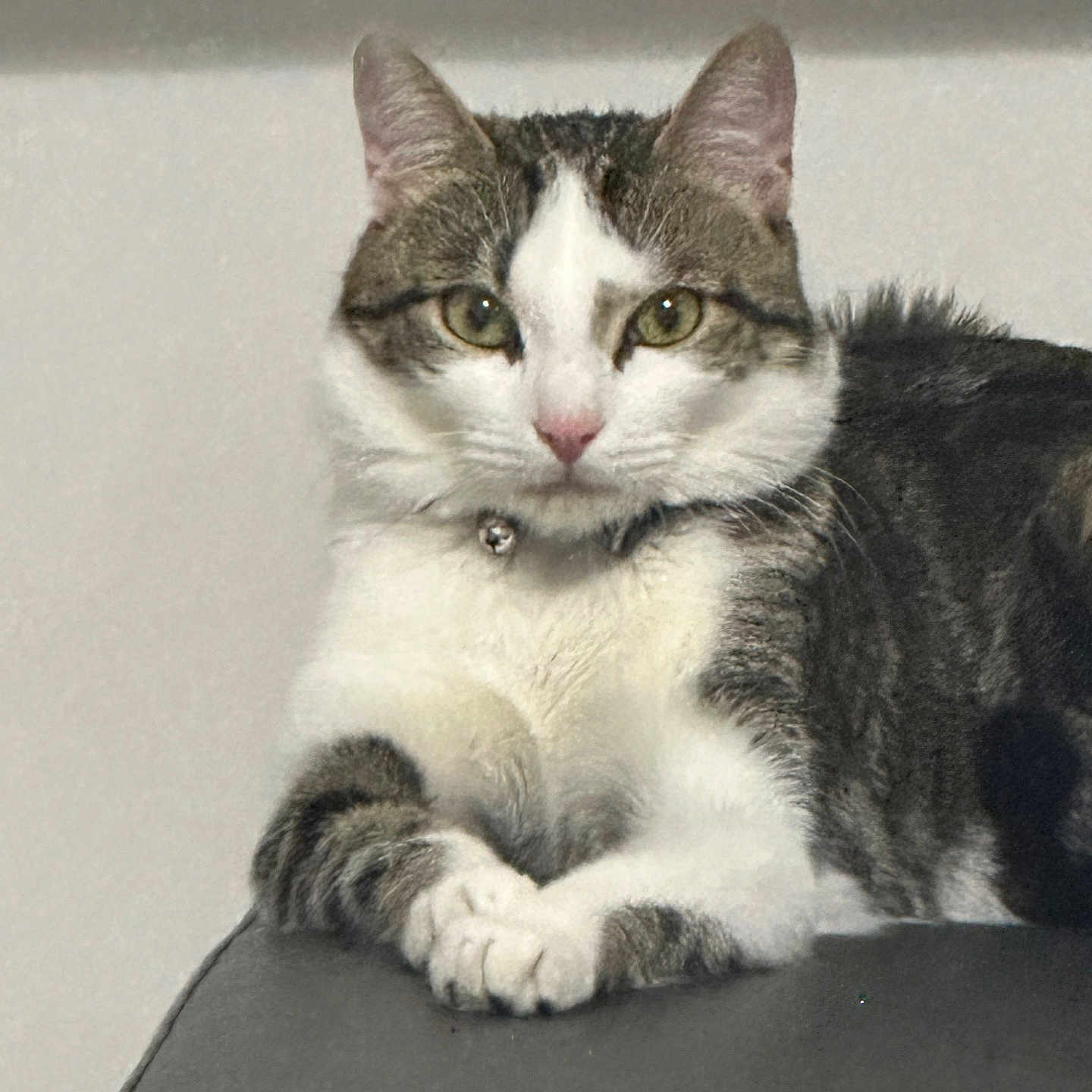 Saphir participe au concours pour gagner de l'argent avec cette photo : abyssinian, angora, animal, cat, egyptiancat, kitten, manx, pet, siamese