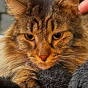 Sally a rejoint le concours — aidez-le/la à gagner de superbes lots ! animal, blanket, brown, cat, close_up, cozy, ears, eyes, fluffy, fur, gray, indoor, paw, pet, photography, portrait, relaxed, staring, tabby_cat, whiskers