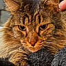 animal, blanket, brown, cat, close_up, cozy, ears, eyes, fluffy, fur, gray, indoor, paw, pet, photography, portrait, relaxed, staring, tabby_cat, whiskers
