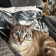 Maki participe au concours pour gagner de l'argent avec cette photo : alert, animal, blanket, blue_eyes, cat, close_up, cozy, cushion, cute, domestic_cat, feline, fur, home, indoor, pet, portrait, relaxed, resting, striped, whiskers