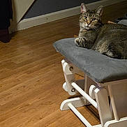 Princess is registered to the contest to win money with this photo: cat, tabby_cat, pet, animal, feline, sitting, lying_down, alert, green_eyes, whiskers, striped_fur, indoors, living_room, wood_floor, rocking_chair, furniture, home, portrait, cozy, domestic_animal