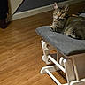 cat, tabby_cat, pet, animal, feline, sitting, lying_down, alert, green_eyes, whiskers, striped_fur, indoors, living_room, wood_floor, rocking_chair, furniture, home, portrait, cozy, domestic_animal