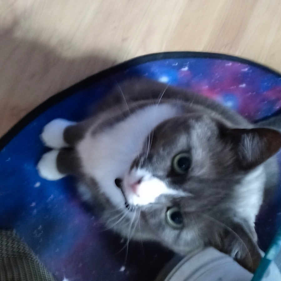 Mittens