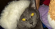 Smokey is registered to the contest to win money with this photo: abyssinian, angora, animal, blackcat, blanket, bodypart, cat, couch, finger, furniture, hand, kitten, manx, person, pet, siamese, toy