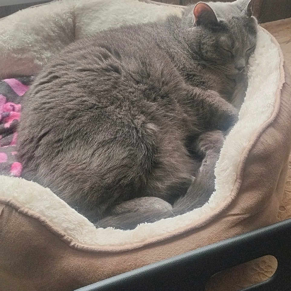 Smokey joined the competition — help win amazing prizes! abyssinian, animal, bed, blanket, cat, chair, couch, curtain, cushion, furniture, homedecor, indoors, kitten, linen, manx, person, pet, quilt, sleeping, windowshade