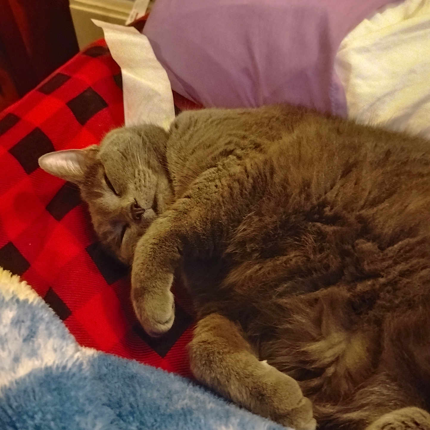 Smokey is registered to the contest to win money with this photo: cat, sleeping, gray_cat, blanket, pillow, indoor, cozy, fur, nap, pet, resting, closeup, feline, home, soft, relaxed, cute, animal, comfort, warm