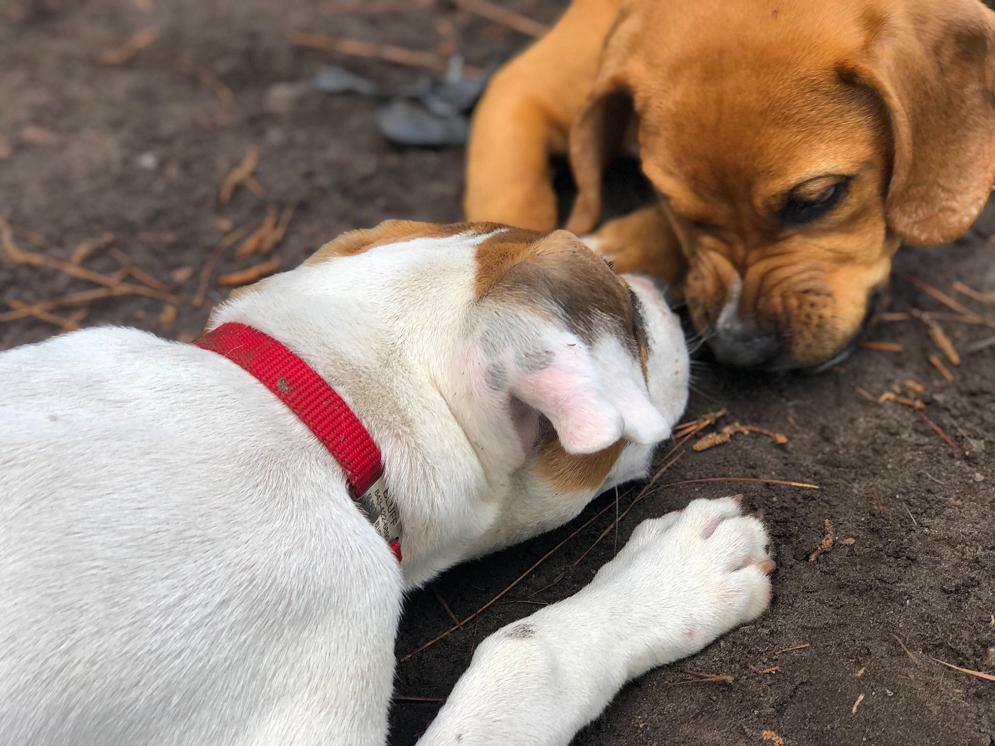 Dugan is registered to the contest to win money with this photo: canidae, carmine, carnivore, collar, comfort, companion_dog, dog, dog_breed, dog_collar, fawn, hound, hunting_dog, paw, pet_supply, scent_hound, snout, sporting_group, tail, working_animal, wrinkle