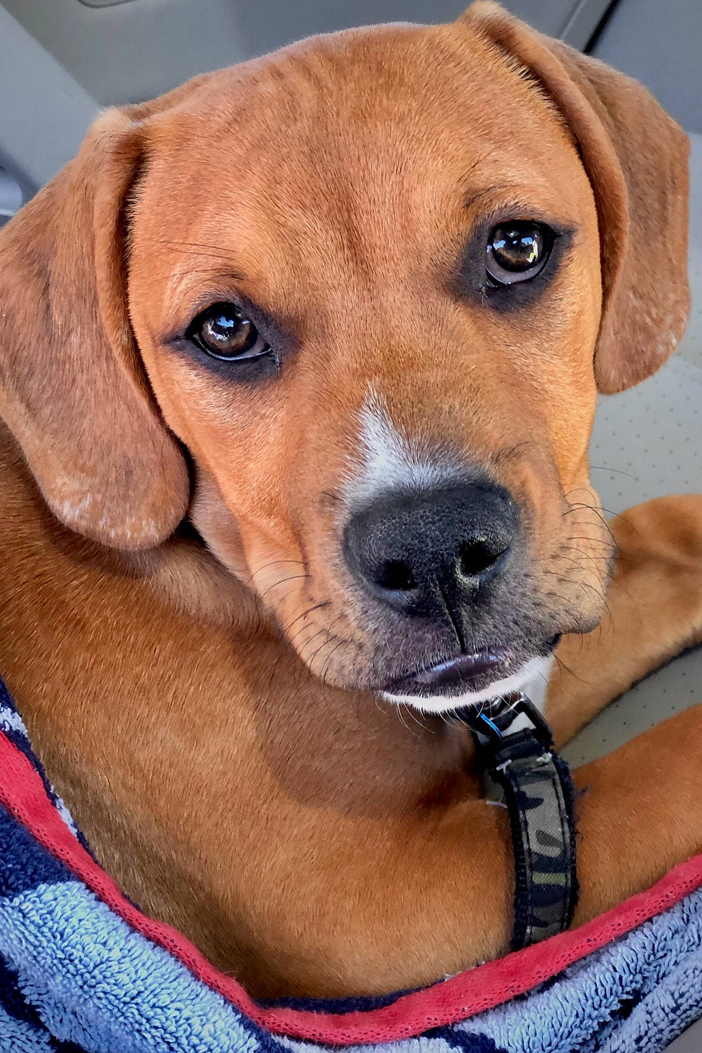 Dugan is registered to the contest to win money with this photo: canidae, carnivore, collar, companion_dog, dog, dog_breed, dog_collar, dog_supply, electric_blue, fawn, fur, hound, liver, pet_supply, puppy, snout, sporting_group, whiskers, working_animal, working_dog