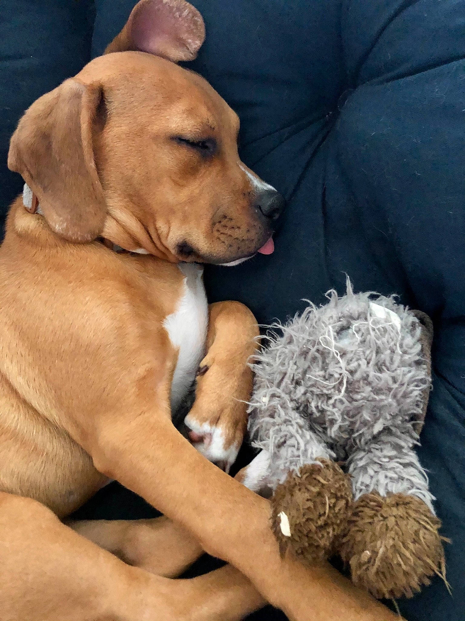 Dugan is registered to the contest to win money with this photo: canidae, carnivore, collar, comfort, companion_dog, couch, dog, dog_breed, dog_collar, dog_supply, fawn, fur, paw, pillow, puppy_love, snout, sporting_group, toy_dog, whiskers, working_animal