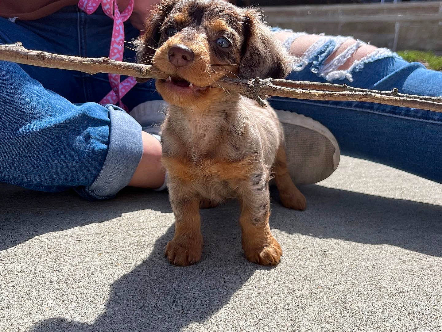 Rue is registered to the contest to win money with this photo: canidae, carnivore, collar, companion_dog, dog, dog_breed, dog_collar, fawn, fur, leash, liver, luggage_and_bags, sitting, small_terrier, sporting_group, street_dog, terrier, toy_dog, working_animal, working_terrier