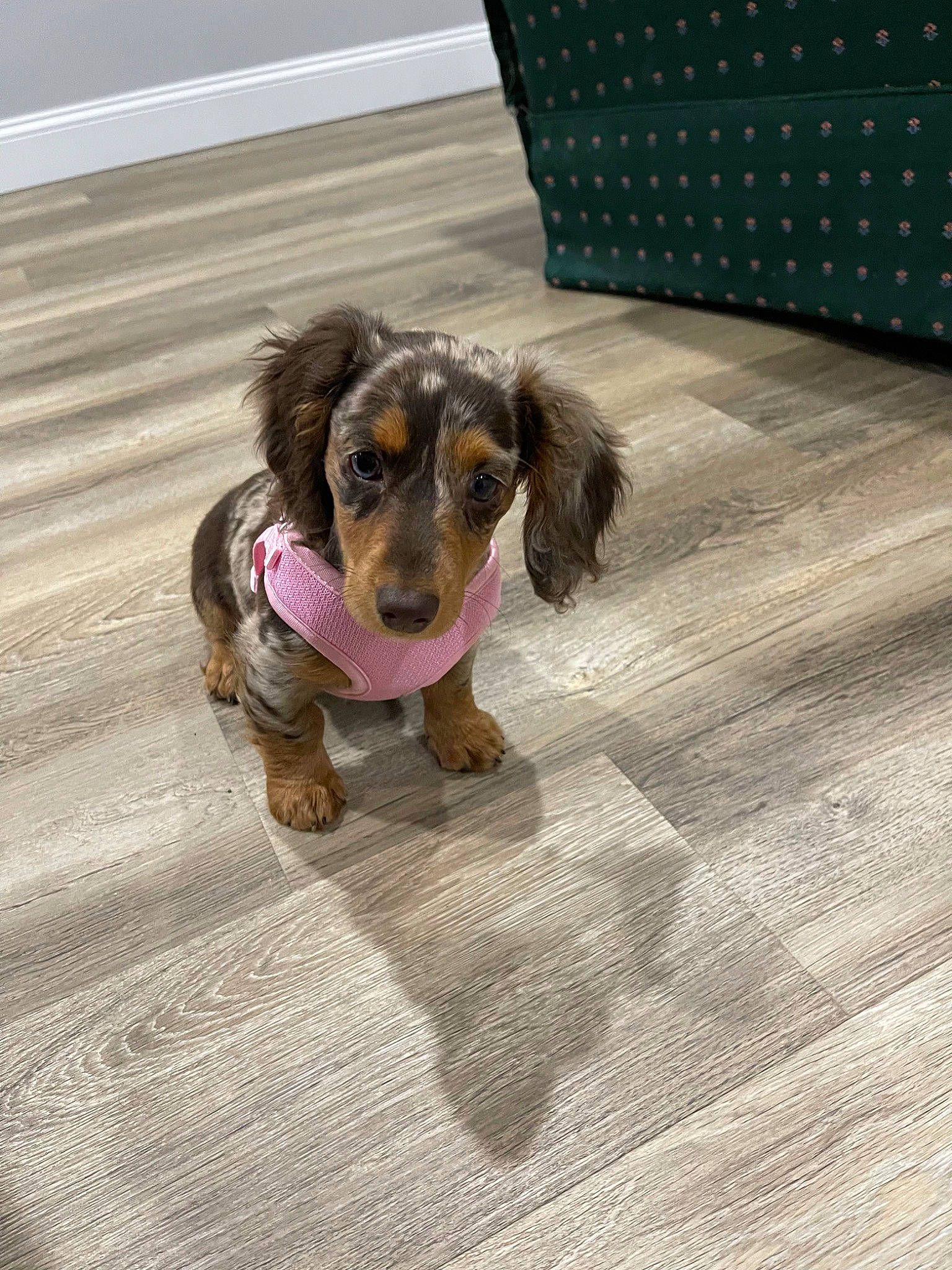 Rue joined the competition — help win amazing prizes! canidae, carnivore, companion_dog, dog, dog_breed, dog_crate, dog_supply, fawn, floor, flooring, fur, hardwood, linens, liver, pet_supply, rectangle, snout, sporting_group, wood, working_animal