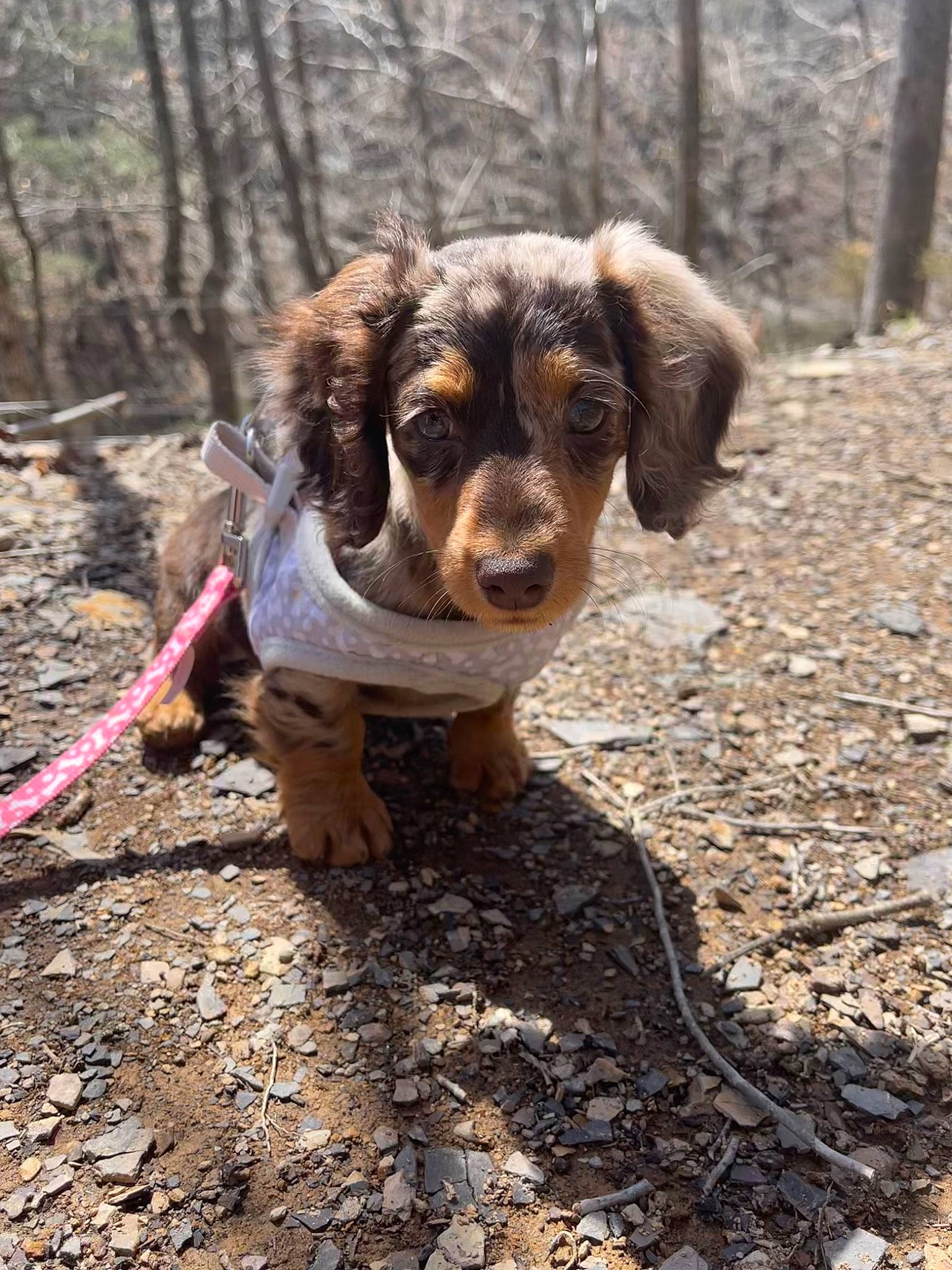 Rue is registered to the contest to win money with this photo: canidae, carnivore, companion_dog, dog, dog_breed, fawn, forest, fur, liver, plant, snout, soil, spaniel, sporting_group, terrestrial_animal, tree, wildlife, wood, woodland, working_animal