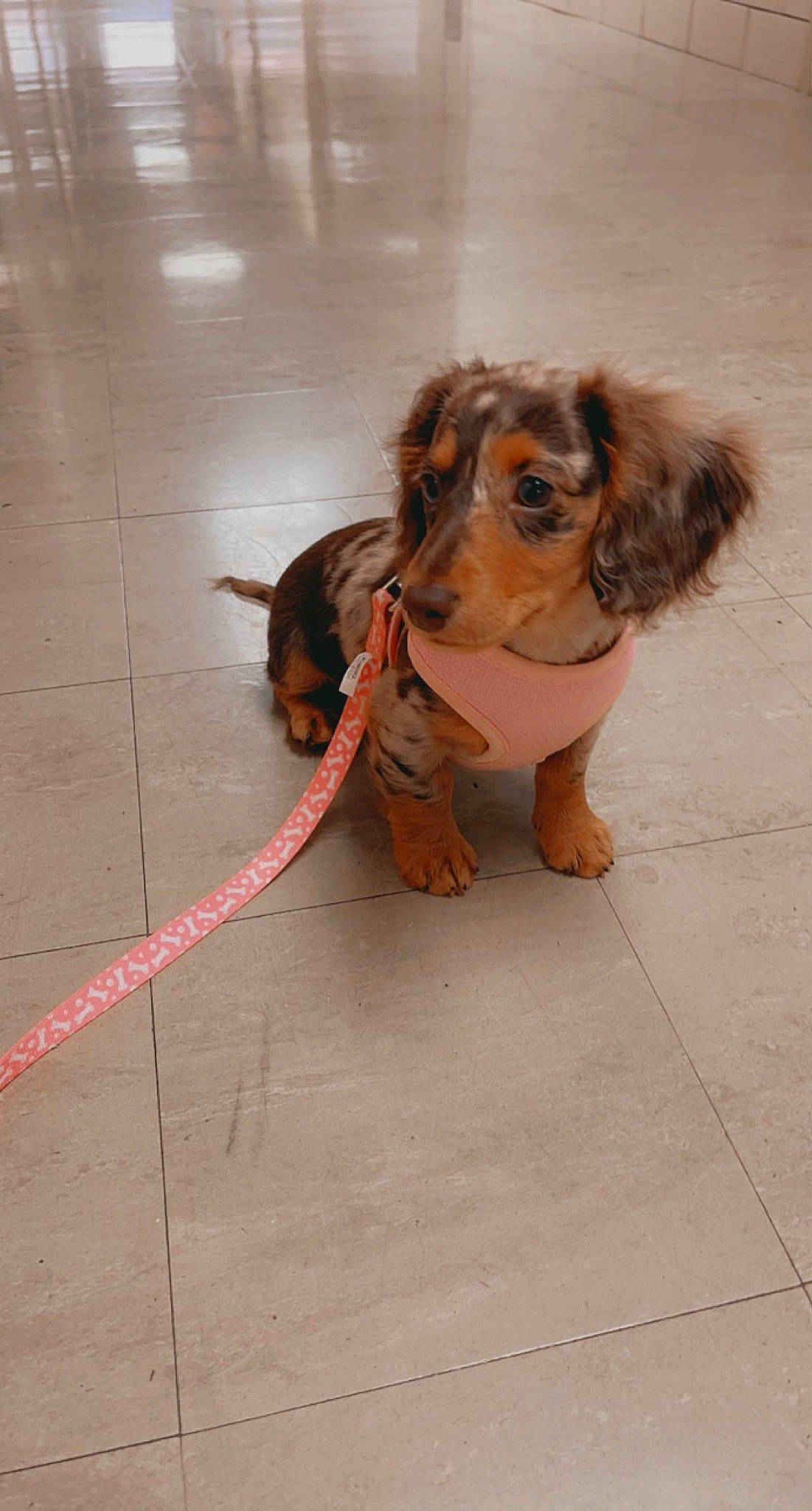 Rue joined the competition — help win amazing prizes! canidae, carnivore, companion_dog, dog, dog_breed, fawn, floor, flooring, fur, head, leash, long_hair, road_surface, sidewalk, snout, sporting_group, street_fashion, tail, toy, wood