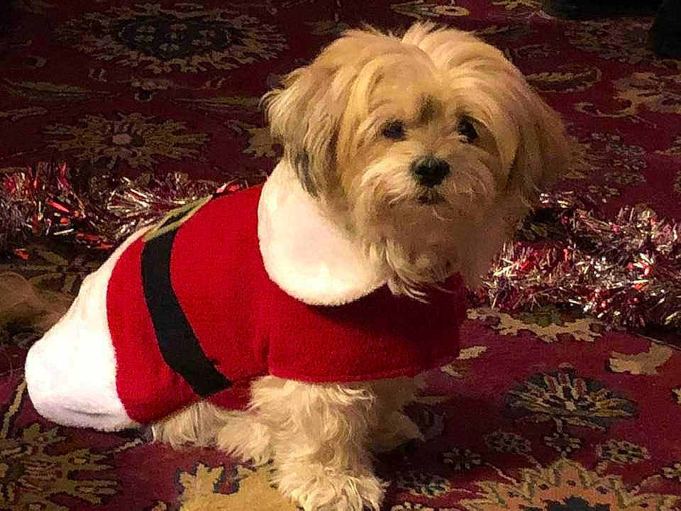 Jada joined the competition — help win amazing prizes! bolonka, canidae, carnivore, chinese_imperial_dog, companion_dog, dog, dog_breed, dog_clothes, havanese, kyi_leo, lhasa_apso, lowchen, maltepoo, maltese, mammal, morkie, puppy, schnoodle, shih_tzu, vertebrate