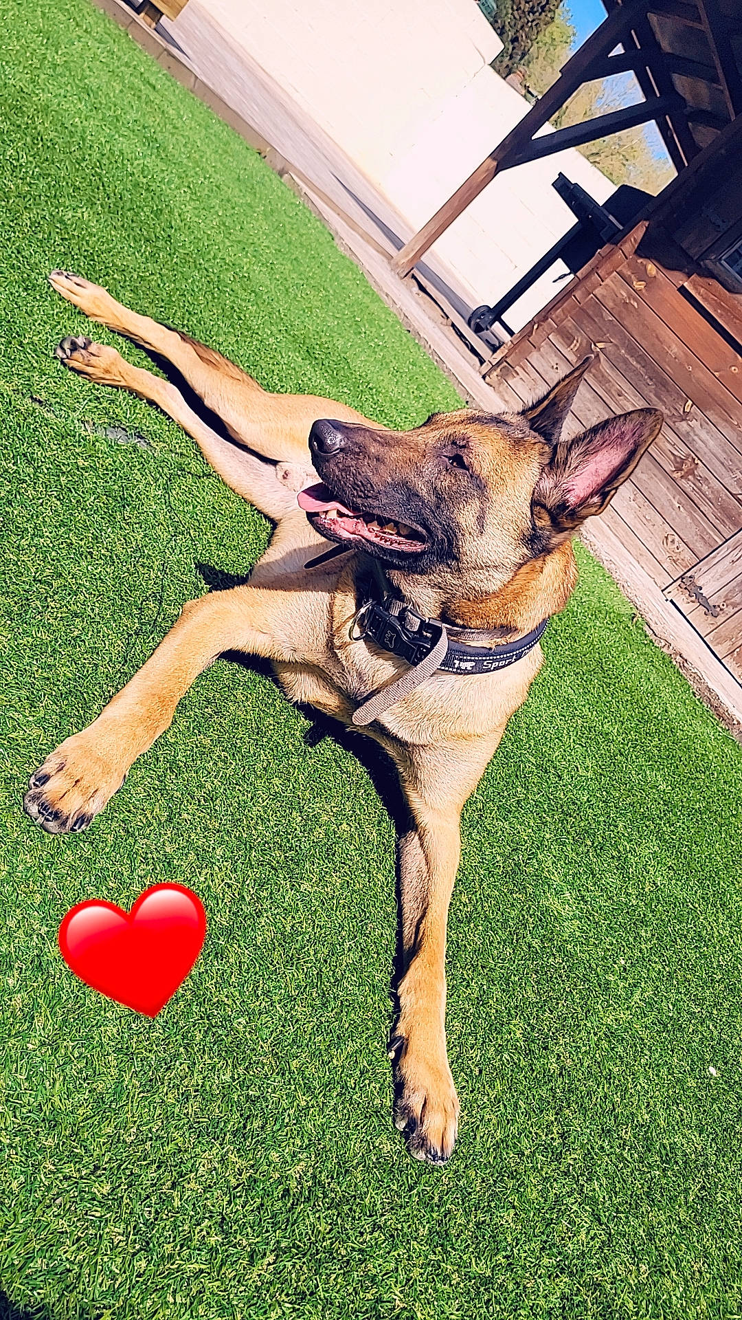 Radar a rejoint le concours — aidez-le/la à gagner de superbes lots ! canidae, carnivore, chair, companion_dog, dog, dog_breed, dog_supply, fawn, flooring, foot, gesture, grass, happy, lawn, people_in_nature, plant, sporting_group, tail, terrestrial_animal, working_animal