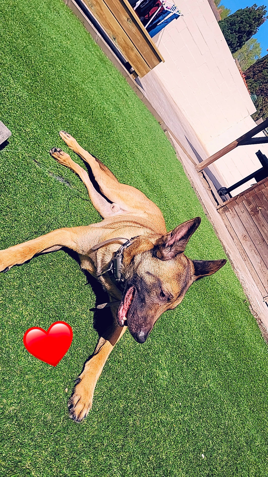 Radar a rejoint le concours — aidez-le/la à gagner de superbes lots ! barefoot, carnivore, companion_dog, dog, dog_breed, fawn, flooring, foot, gesture, grass, grass_family, grassland, happy, human_leg, lawn, leisure, people_in_nature, sporting_group, summer, thigh