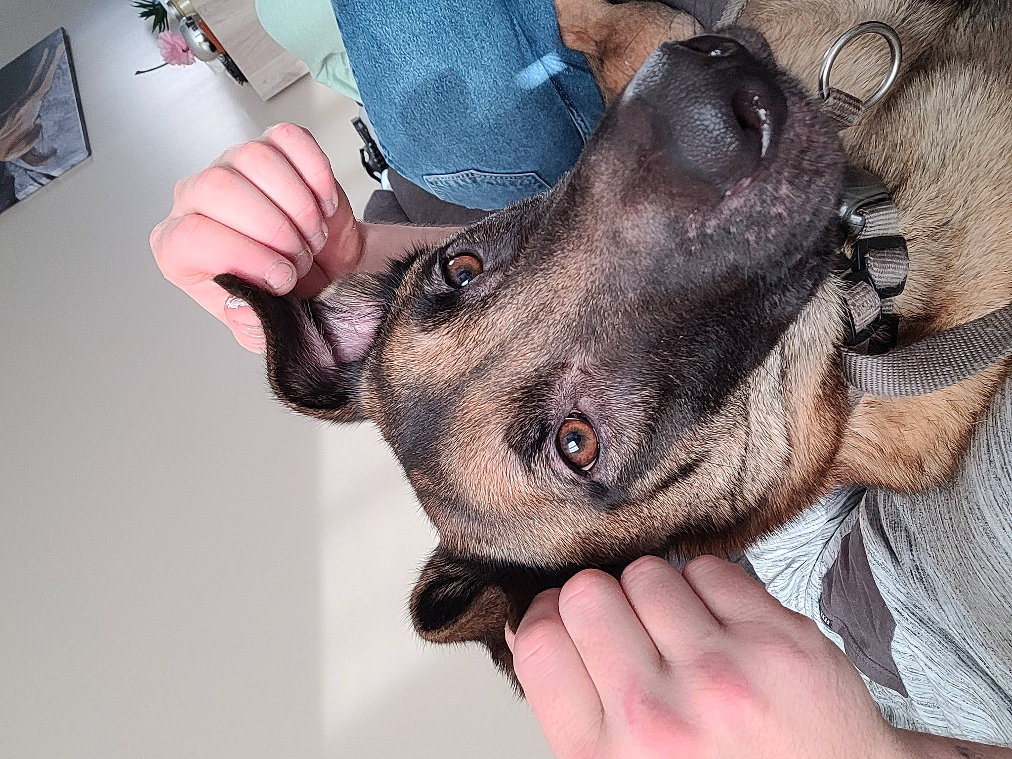 Radar a rejoint le concours — aidez-le/la à gagner de superbes lots ! canidae, claw, dog, dog_breed, ear, eyelash, fashion_accessory, fawn, finger, fur, gesture, jaw, nail, snout, sporting_group, thumb, whiskers, working_animal, wrinkle, wrist