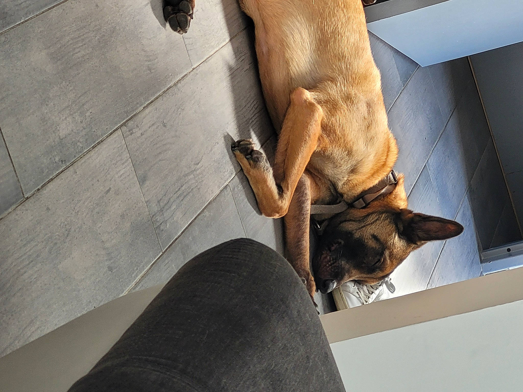 Radar a rejoint le concours — aidez-le/la à gagner de superbes lots ! canidae, carnivore, comfort, companion_dog, dog, dog_breed, elbow, fawn, flooring, foot, fur, human_leg, knee, snout, sporting_group, tail, thigh, tree, wood