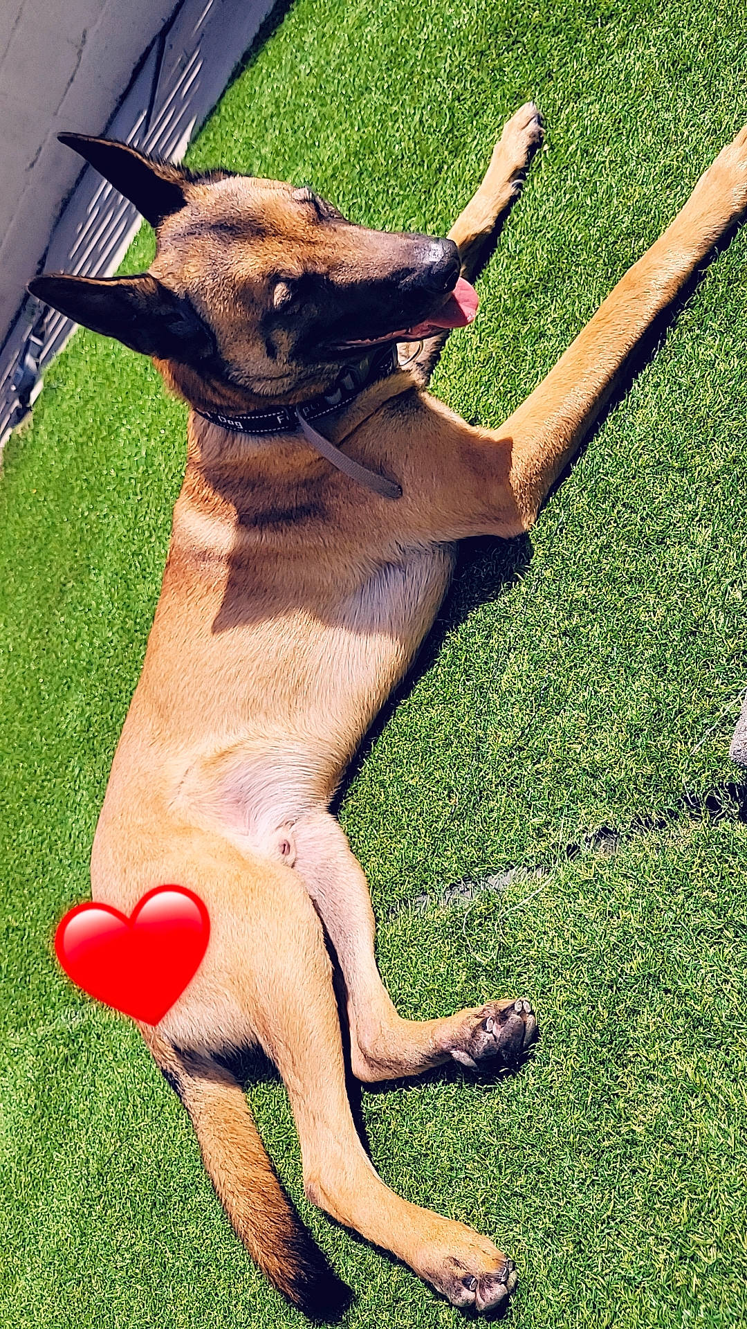 Radar participe au concours pour gagner de l'argent avec cette photo : barefoot, calf, carnivore, collar, companion_dog, dog, dog_breed, dog_collar, fawn, foot, grass, human_leg, knee, lawn, recreation, sandal, snout, sporting_group, tail, thigh