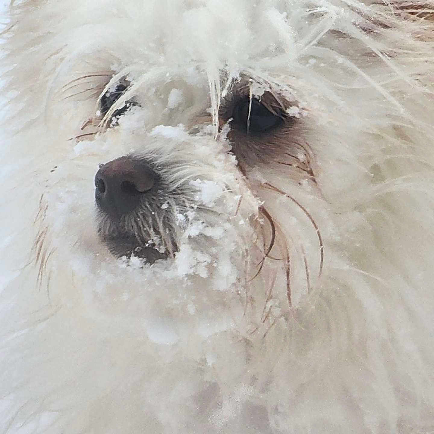 Timmy is registered to the contest to win money with this photo: dog, white_dog, fluffy, snow, winter, close_up, fur, whiskers, cute, pet, animal, outdoor, cold, frost, portrait, mammal, nose, face, eyes, winter_weather
