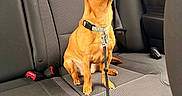 Phoebe is registered to the contest to win money with this photo: dog, car_interior, backseat, leash, brown_dog, collar, window, seatbelt_buckle, fabric_seat, pet, animal, canine, looking, sitting, vehicle, daylight, resting, small_dog, curious, indoor