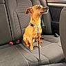 dog, car_interior, backseat, leash, brown_dog, collar, window, seatbelt_buckle, fabric_seat, pet, animal, canine, looking, sitting, vehicle, daylight, resting, small_dog, curious, indoor