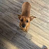 Phoebe is registered to the contest to win money with this photo: dog, brown_dog, wooden_floor, looking_up, small_dog, pet, indoors, flooring, pajamas, slippers, home, curious, animal, cute, companion, canine, domestic, fur, ears, floor