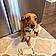 Phoebe