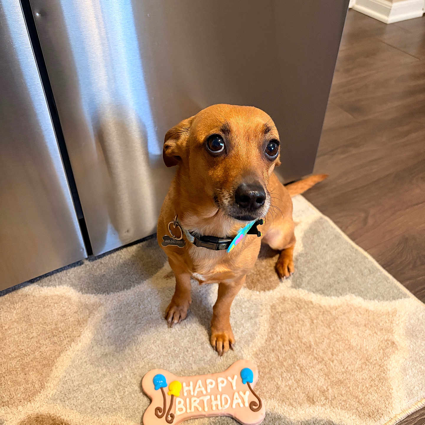 Phoebe is registered to the contest to win money with this photo: dog, brown_dog, small_dog, pet, birthday, birthday_cookie, bone_shaped_cookie, happy_birthday, indoor, rug, floor, stainless_steel_appliance, kitchen, collar, tag, cute, waiting, expressive_eyes, animal, canine