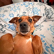 Phoebe is registered to the contest to win money with this photo: dog, brown_dog, pet, bed, blanket, snowflake_pattern, plush_toy, ears, nose, fur, indoor, cute, lying_down, looking_up, animal, canine, collar, whiskers, snout, close_up