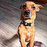 Phoebe joined the competition — help win amazing prizes! dog, brown_dog, pet, collar, indoor, floor, wooden_floor, plaid, fabric, paws, looking_up, ears, whiskers, close_up, canine, animal, domestic_animal, home, natural_light, floor_mat
