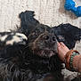 Miki a rejoint le concours — aidez-le/la à gagner de superbes lots ! dog, black_dog, pet, playing, carpet, hand, bracelets, chew_toy, blue_toy, fur, whiskers, close_up, indoor, paw, nuzzle, curious, relaxed, animal, companion, cute