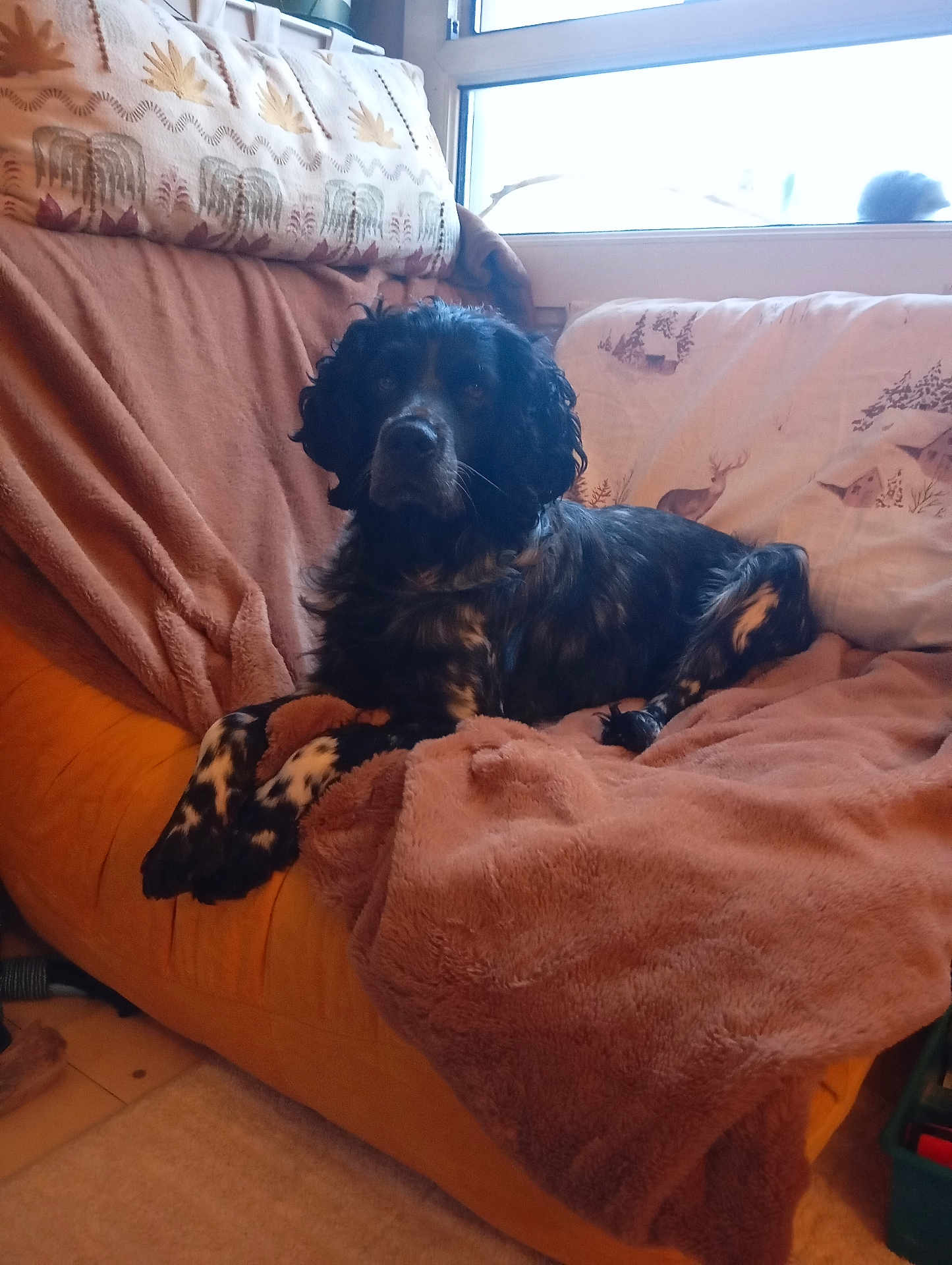 Miki participe au concours pour gagner de l'argent avec cette photo : dog, couch, blanket, indoor, window, pet, relaxed, fur, animal, cozy, home, resting, black, white, speckled, furniture, comfort, calm, domestic, living_room